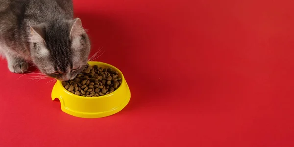 Gray Cat Eats Cat Food Yellow Bowl Red Background Concept — Stock Photo, Image