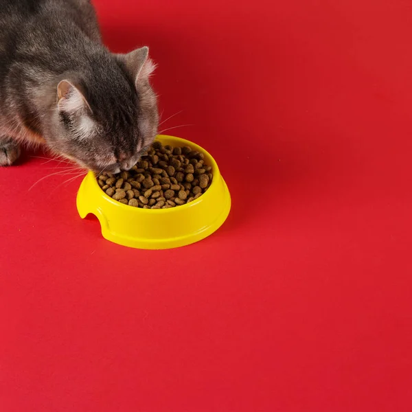 The gray cat eats cat food from a yellow bowl on a red background. The concept of healthy eating your beloved pet.