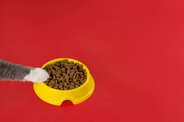 Cat Pulls Its Paw Yellow Bowl Cat Stern Red Background — Stock Photo, Image