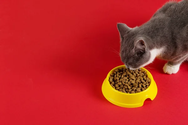 Gray Cat Eats Cat Food Yellow Bowl Red Background Concept — Stock Photo, Image
