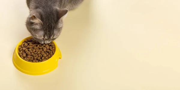 Gray Cat Eats Cat Food Yellow Bowl Delicious Treat Your — Stock Photo, Image