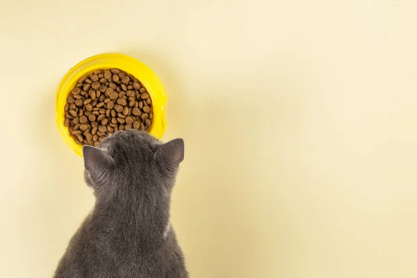 Gray Cat Eats Cat Food Yellow Bowl Delicious Treat Your — Stock Photo, Image