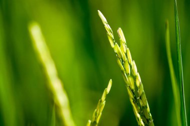 Yeşil pirinç tarlası