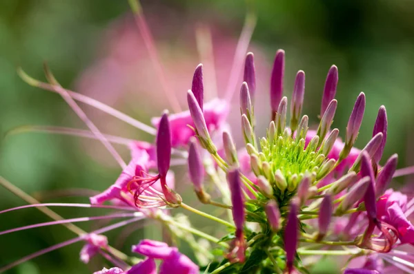 Růžová květina detailní — Stock fotografie