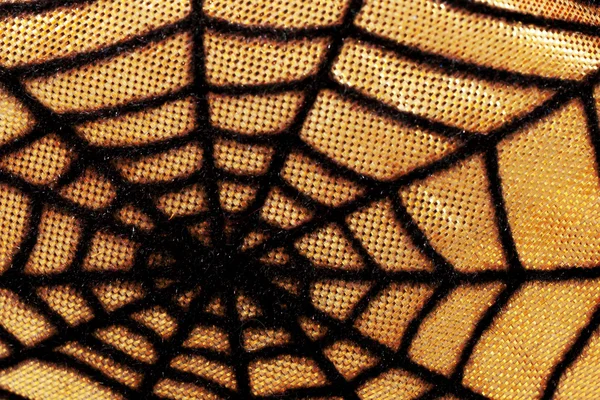 Close up of spiderweb and thread texture for Halloween themed background — Stock Photo, Image