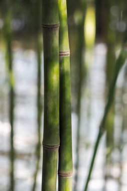 Asya taze Bambu Ormanı - kopya alanı Close-up
