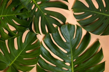 Monstera yaprak yaratıcı nude bej pastel arka plan dekore edilmiştir.