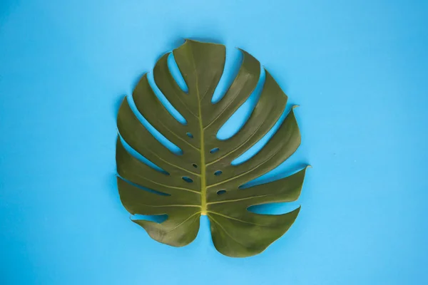 Las hojas de Monstera aisladas en un fondo liso azul vibrante creativo — Foto de Stock