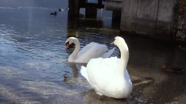 Um grupo de cisnes brancos no lago Hallstatt, na Áustria — Vídeo de Stock