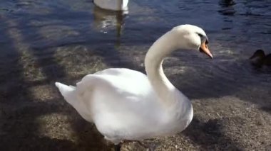 A group of white swans in Hallstatt lake in Austria