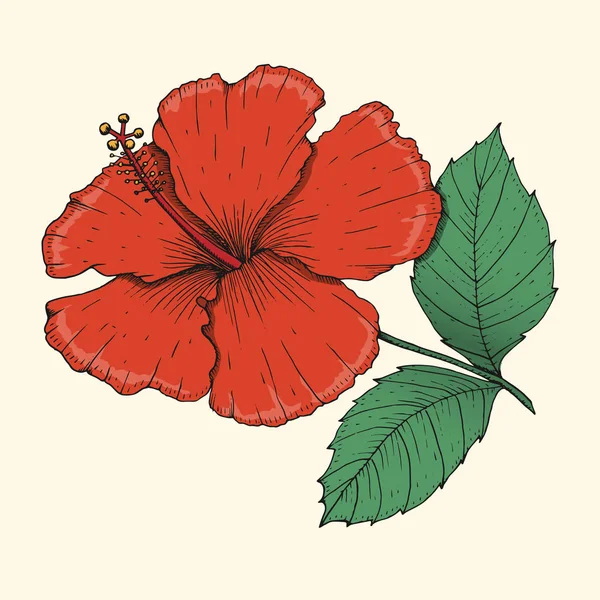 Hibiscus ritning färg — Stock vektor