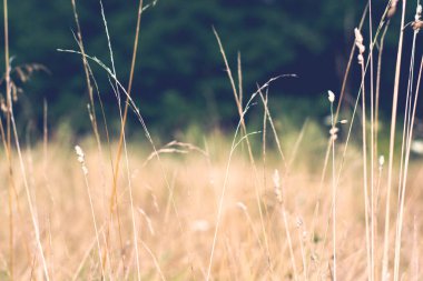 Sarı ve yeşil bokeh tarlası bulanık arka planına karşı yabani çayır otlarının yakın çekim alanı