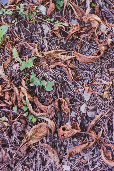 Primer Plano Las Hojas Secas Ramas Rocas Suelo Del Bosque —  Fotos de Stock