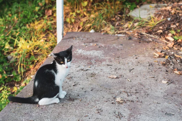 Szoros Fekete Fehér Macska Nézi Nézi Nézõ Grungy Beton Járda — Stock Fotó