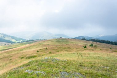Çam ağaçlarıyla dolu yemyeşil dağ tepeleri uzak dağlara ve kasvetli gökyüzüne karşı