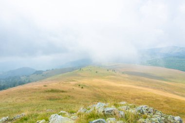 Yeşil tepe zirveleri ve bulutlu gökyüzü. Çiçekli çayır, çam ağaçları ve uzak dağlara karşı otlak arazi.