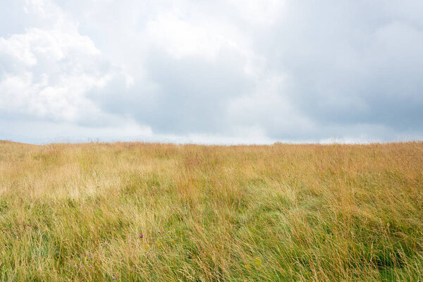 High thick lush grass horizon reaching pale blue cloudy sky