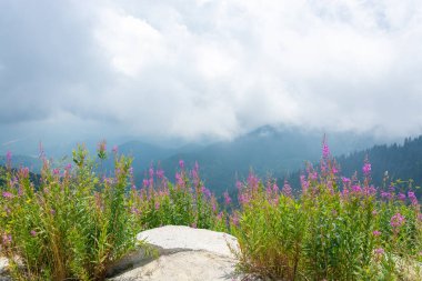 Yeşil yüksek tepelerin önündeki pembe dağ çiçekleri bulutlu gökyüzüne karşı güneş ışığı, sis, ot ve çam ağaçlarıyla kaplıdır.
