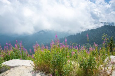 Yeşil yüksek tepelerin önündeki pembe dağ çiçekleri bulutlu gökyüzüne karşı güneş ışığı, sis, ot ve çam ağaçlarıyla kaplıdır.