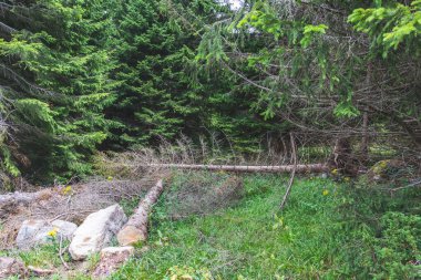 Yıkılmış çam ağaçlarının yeşil yemyeşil ormanlara karşı yaz dağlarında uzanan çimlerin manzarası