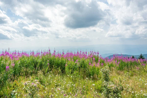 Pembe Yabani Dağ Çiçekleri Yeşil Çimenli Çayırlarda Güneşleniyorlar Tüylü Beyaz — Stok fotoğraf