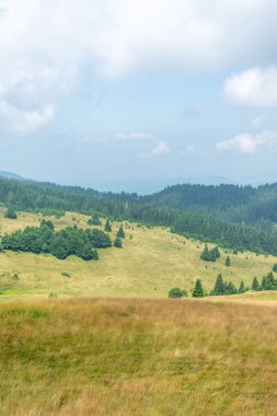 Uzak dağlara ve bulutlu soluk mavi gökyüzüne karşı Çam Ormanı Tepesi 'nin önünde kalın sarı çimenler