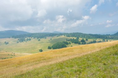 Sarı çim tepesi, otlakların önünde karahindiba, çam ormanı ve bulutlu gri gökyüzüne karşı uzak dağ zirveleriyle kaplıdır.