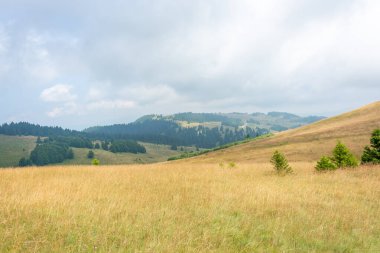 Sabah çayırları, çam ağaçları, ormanlar, sarı otlaklar ve tepeler bulutlu mavi gökyüzüne karşı
