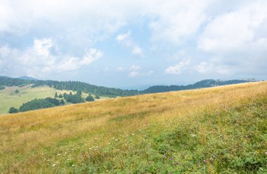 Bulutlu mavi gökyüzüne karşı beyaz ve pembe çiçeklerle kaplı sarı çimenli tepe ve çam ormanı