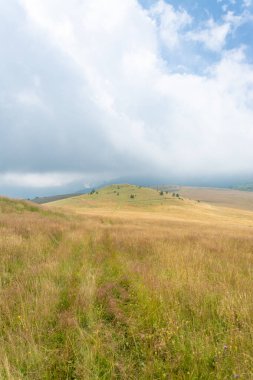 Sarı tepe, yemyeşil çimenler ve uzak çam ağaçlarıyla kaplı beyaz kabarık bulutlara ve mavi gökyüzüne karşı.