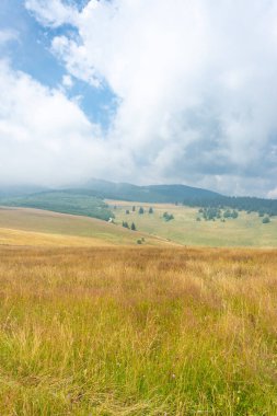 Bulutlu mavi gökyüzüne karşı yemyeşil çimenler, çam ağaçları, sis ve güneş ışığı.
