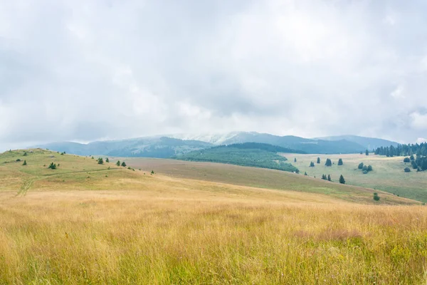 Morgens Neblige Bergwiesen Kiefern Wälder Gelbe Weiden Und Hügel Gegen — Stockfoto