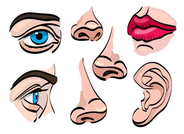 İnsan yüzü parçaları. Gözler, burun, ağız, kulak. Vektör çizimi. Beyazda izole edilmiş.