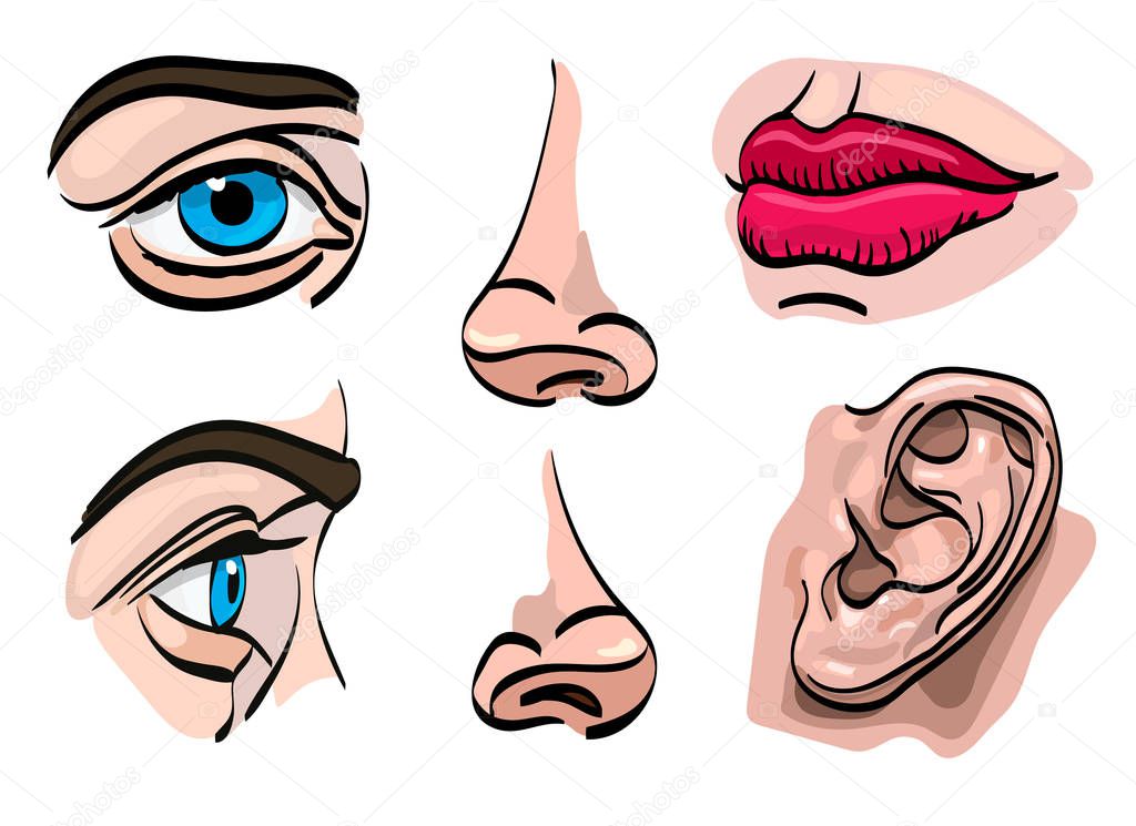 Set of human face parts. Eyes, nose, mouth, ear. Vector illustration. Isolated on white.