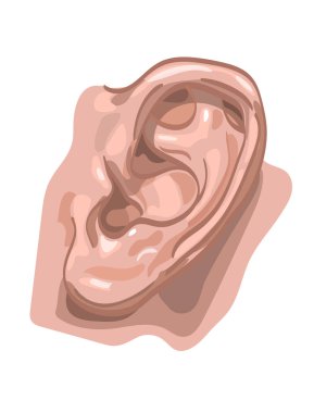 İnsan kulağı. Vektör çizimi. Beyazda izole edilmiş.