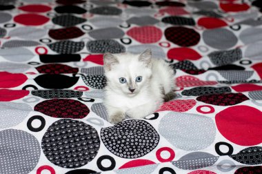 bir yatakta yatarken mavi gözlü beyaz yavru kedi