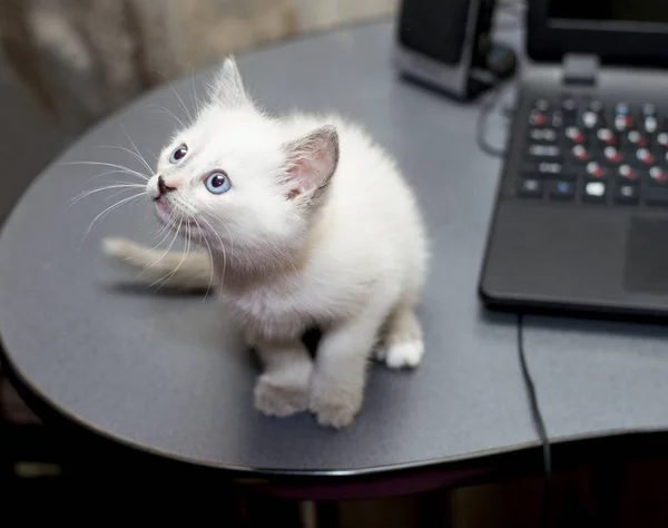 Gatinho branco pequeno bonito perto do laptop — Fotografia de Stock