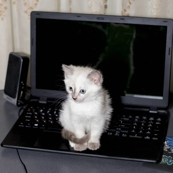 Bir dizüstü bilgisayarda oturan mavi gözlü kitty