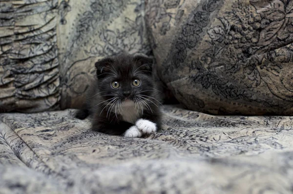 İskoç fold yavru kedi koltukta dinleniyor