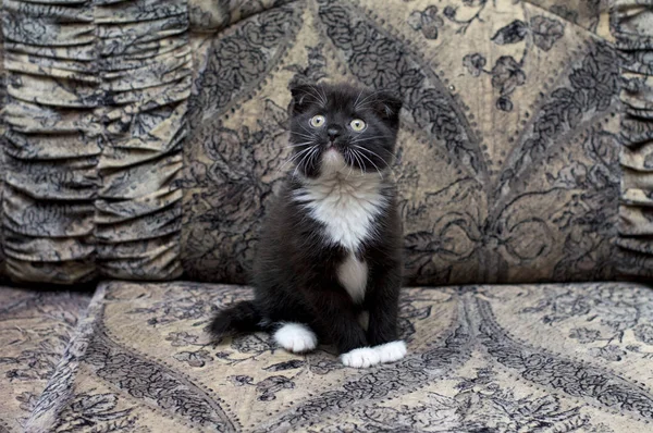 Vackra bicolor skotska kattunge sitter i soffan — Stockfoto