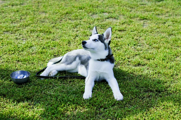 yorgun husky çimenlerin üzerinde dinlenme