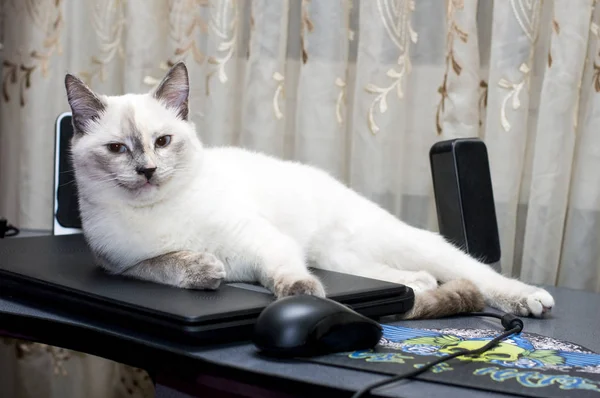 dizüstü bilgisayarda yalan güzel Siyam kedisi