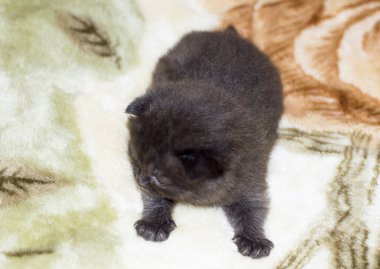 Çikolata katlanmış kedi yavrusu, evcil kedi teması