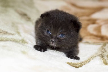 Kahverengi 4 haftalık İskoç kedisi, temalı evcil kediler