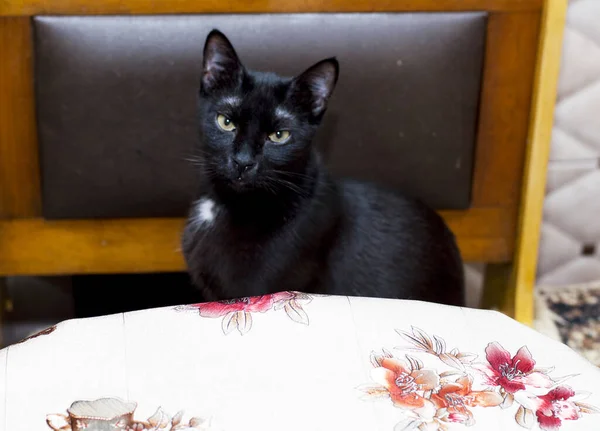 Svart Katt Sitter För Köksbordet Ämnet Inhemska Katter — Stockfoto