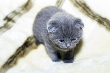 Mavi 4 haftalık İskoç kedi yavrusu, temalı evcil kediler