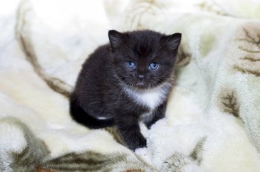 üzgün siyah beyaz İskoç kedi yavrusu, evcil kedilerin teması