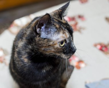 Mutfak masasındaki benekli kedi portresi, evcil kedi konusu.