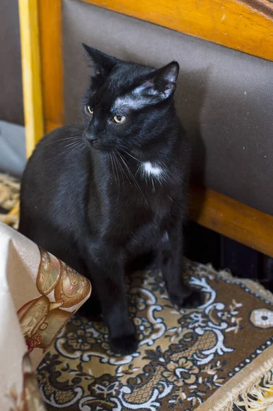 Svart Katt Vid Köksbordet Ämnet Tamkatter — Stockfoto