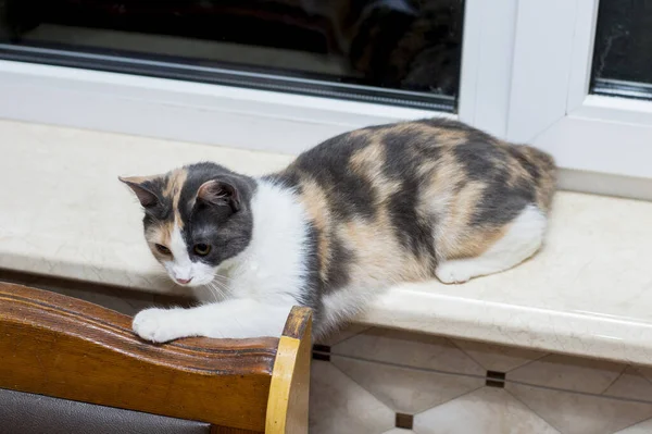 Spotted Cat Lying Windowsill Theme Domestic Cats — Stock Photo, Image